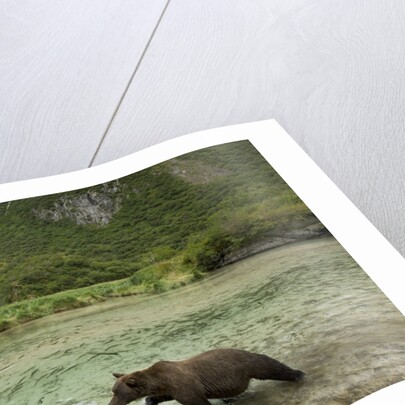 Brown Bear, Katmai National Park, Alaska by Anonymous