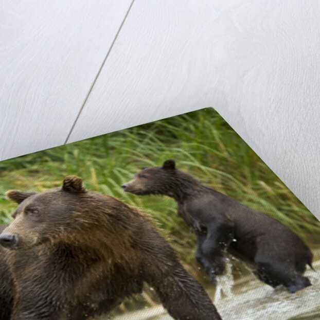 Brown Bear Mother and Cub, Katmai National Park, Alaska by Anonymous