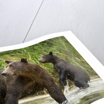 Brown Bear Mother and Cub, Katmai National Park, Alaska by Anonymous