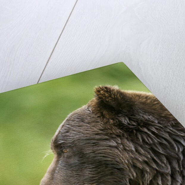 Brown Bear, Katmai National Park, Alaska by Anonymous