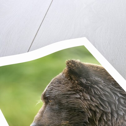 Brown Bear, Katmai National Park, Alaska by Anonymous