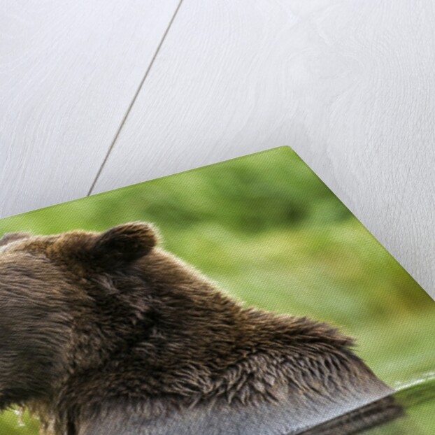 Brown Bear, Katmai National Park, Alaska by Anonymous