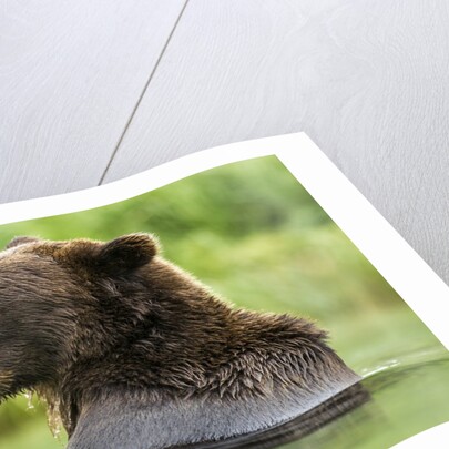 Brown Bear, Katmai National Park, Alaska by Anonymous