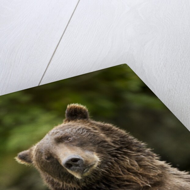 Brown Bear, Katmai National Park, Alaska by Anonymous