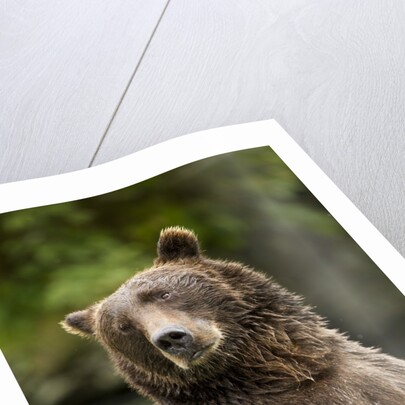 Brown Bear, Katmai National Park, Alaska by Anonymous