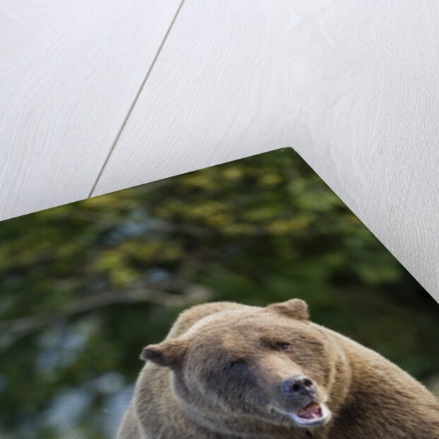 Brown Bear, Katmai National Park, Alaska by Anonymous