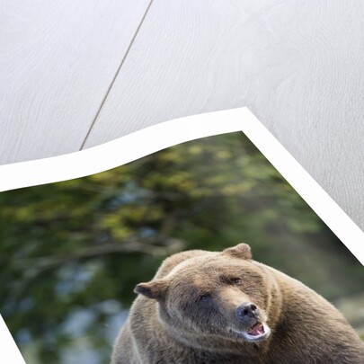 Brown Bear, Katmai National Park, Alaska by Anonymous