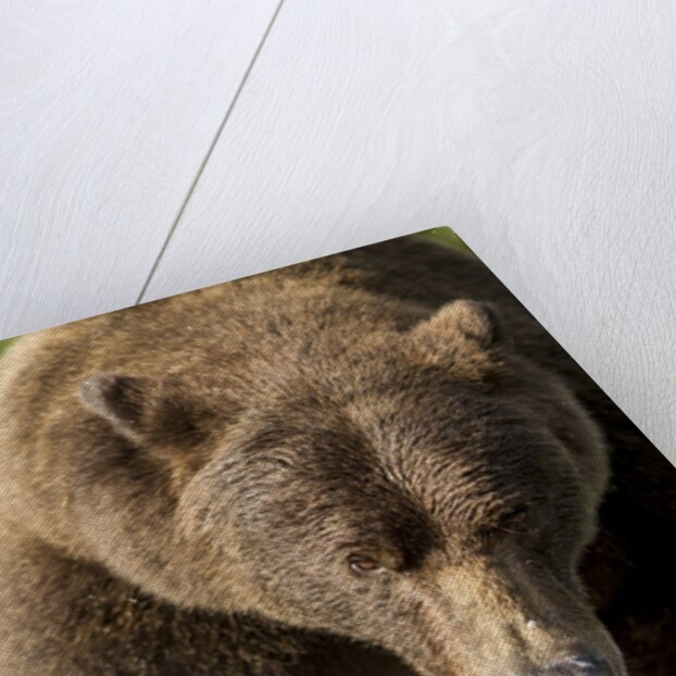 Brown Bear, Katmai National Park, Alaska by Anonymous