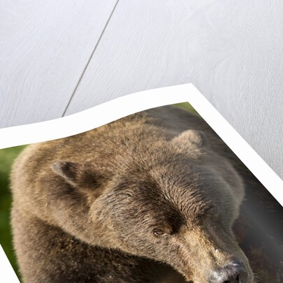 Brown Bear, Katmai National Park, Alaska by Anonymous