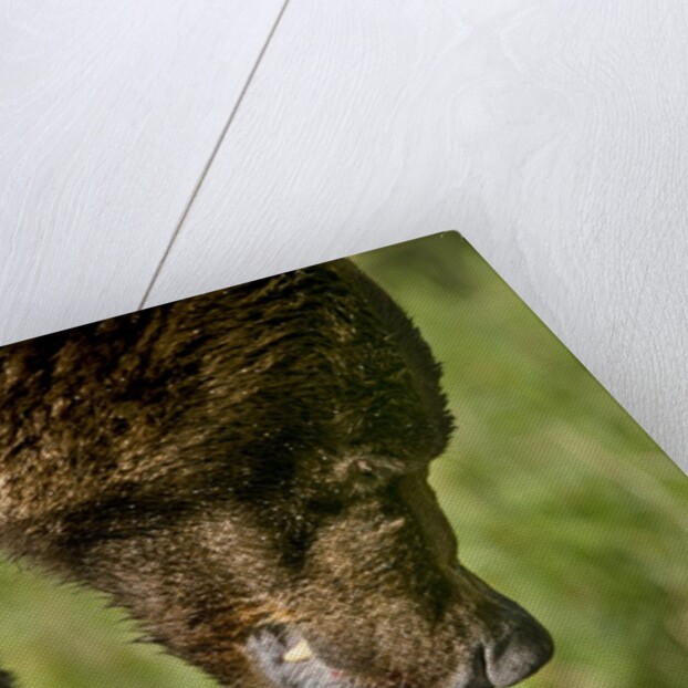 Brown Bear and Salmon, Katmai National Park, Alaska by Anonymous