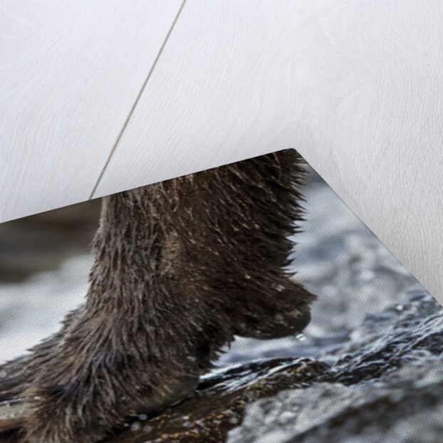 Brown Bear Claws, Katmai National Park, Alaska by Anonymous