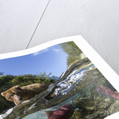 Brown Bear and Underwater Salmon, Katmai National Park, Alaska by Anonymous