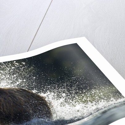 Brown Bear, Katmai National Park, Alaska by Anonymous