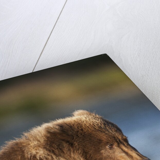 Brown Bear Cub, Katmai National Park, Alaska by Corbis