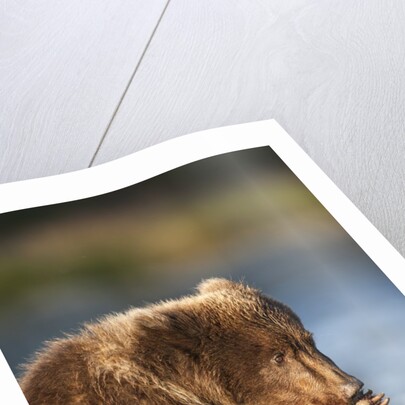 Brown Bear Cub, Katmai National Park, Alaska by Corbis