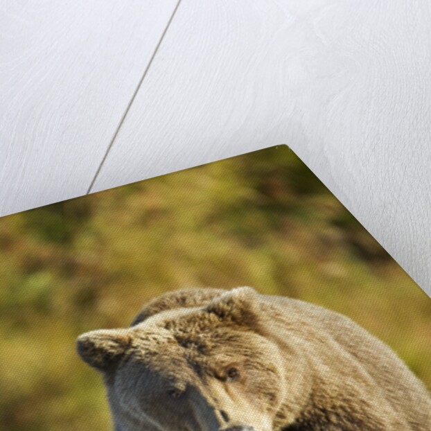 Brown Bear, Katmai National Park, Alaska by Anonymous