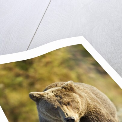 Brown Bear, Katmai National Park, Alaska by Anonymous
