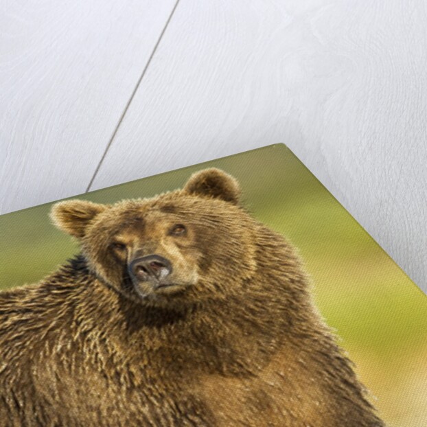 Brown Bear, Katmai National Park, Alaska by Anonymous