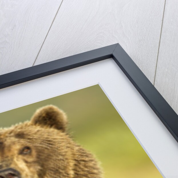 Brown Bear, Katmai National Park, Alaska by Anonymous