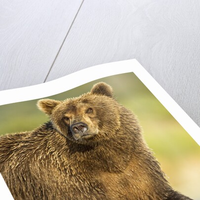 Brown Bear, Katmai National Park, Alaska by Anonymous