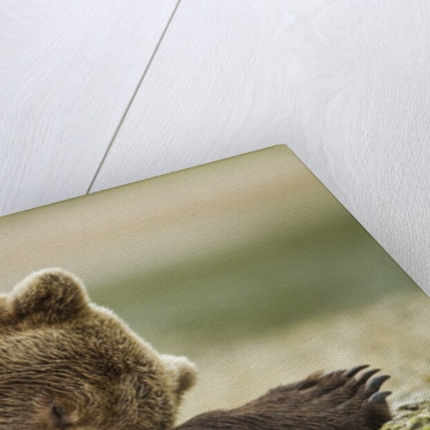 Sleeping Brown Bear, Katmai National Park, Alaska by Anonymous