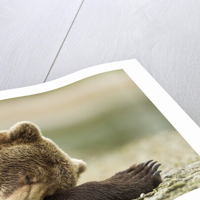 Sleeping Brown Bear, Katmai National Park, Alaska by Anonymous