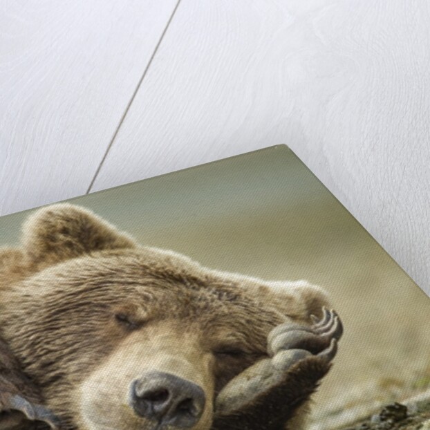 Sleeping Brown Bear, Katmai National Park, Alaska by Anonymous