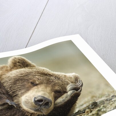 Sleeping Brown Bear, Katmai National Park, Alaska by Anonymous