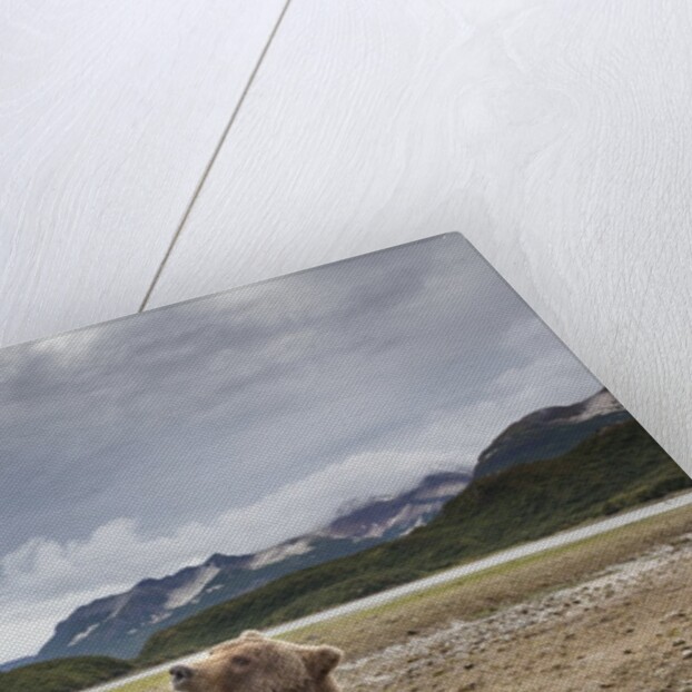 Brown Bear, Katmai National Park, Alaska by Anonymous