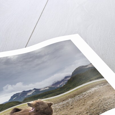 Brown Bear, Katmai National Park, Alaska by Anonymous
