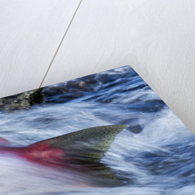 Spawning Salmon, Katmai National Park, Alaska by Anonymous