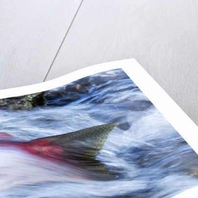 Spawning Salmon, Katmai National Park, Alaska by Anonymous