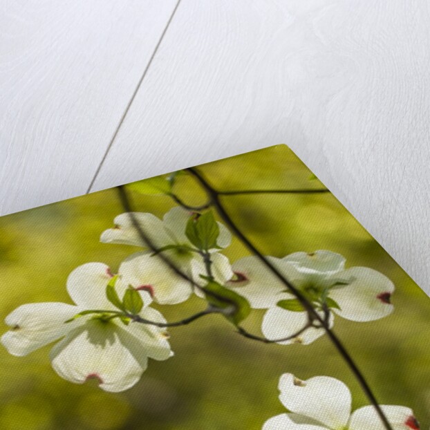 Dogwood tree flowers by Anonymous