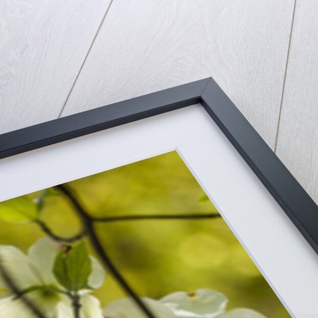 Dogwood tree flowers by Anonymous