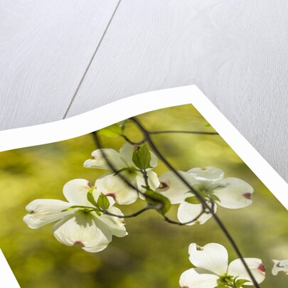 Dogwood tree flowers by Anonymous