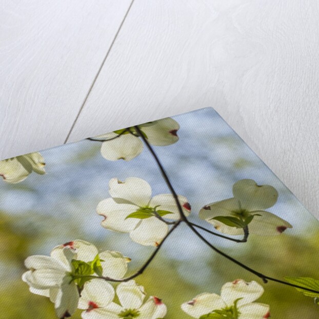 Dogwood tree flowers by Anonymous