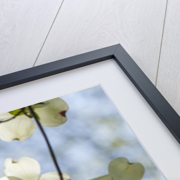Dogwood tree flowers by Anonymous