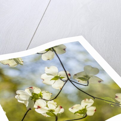 Dogwood tree flowers by Anonymous