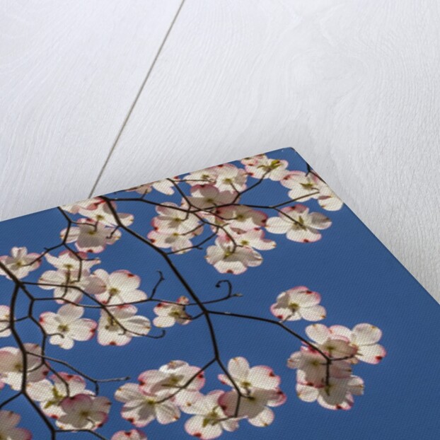 Dogwood tree flowers by Anonymous