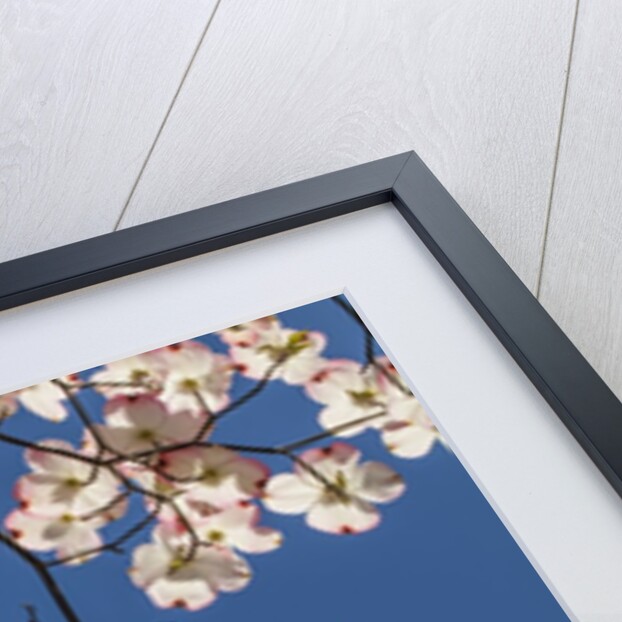 Dogwood tree flowers by Anonymous
