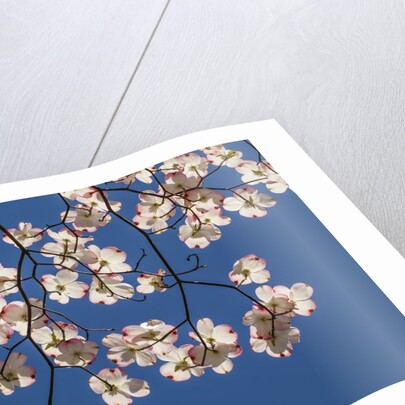 Dogwood tree flowers by Anonymous