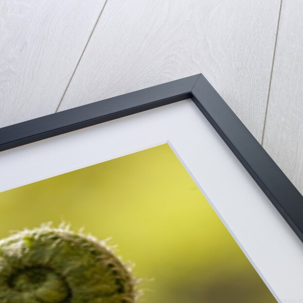 Fiddlehead Fern by Anonymous