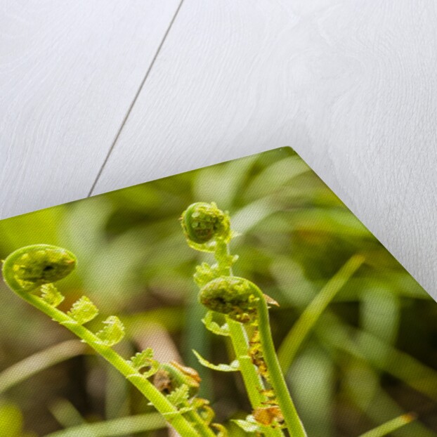 Fiddlehead Fern by Anonymous