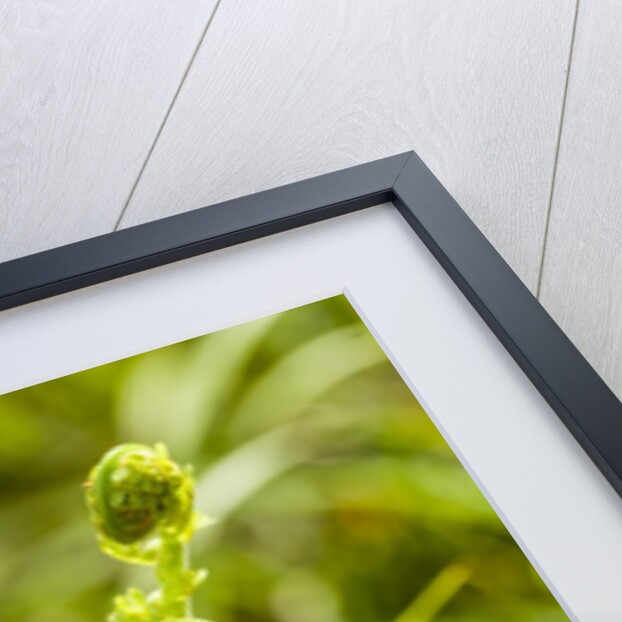 Fiddlehead Fern by Anonymous