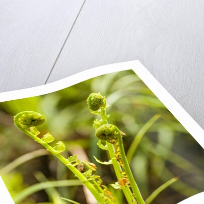 Fiddlehead Fern by Anonymous