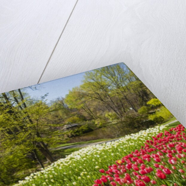 Red Tulip in Bloom by Anonymous