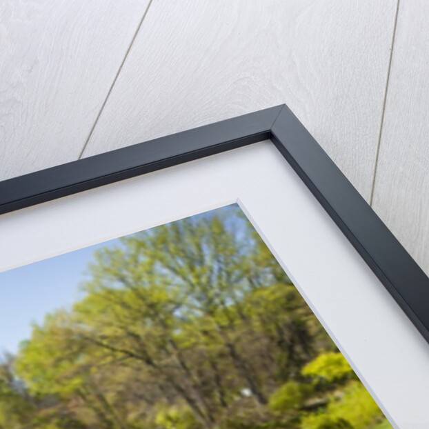 Red Tulip in Bloom by Anonymous