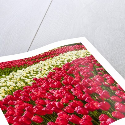 Red Tulip in Bloom by Anonymous