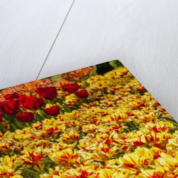 Yellow and Orange Tulips in Bloom by Anonymous