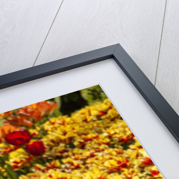 Yellow and Orange Tulips in Bloom by Anonymous